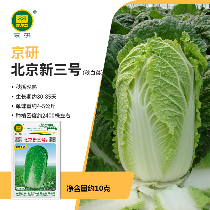 【农科院】京研新大白菜种子白菜种子秋天种子秋播晚熟高品质种植