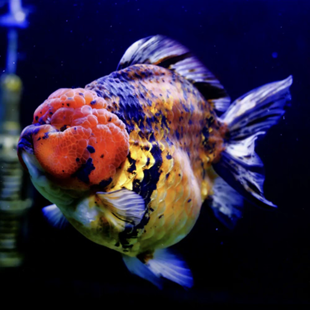 元宝鎏金太师随机组合金鱼活体冷水鱼4-6cm15条包邮包开箱到家