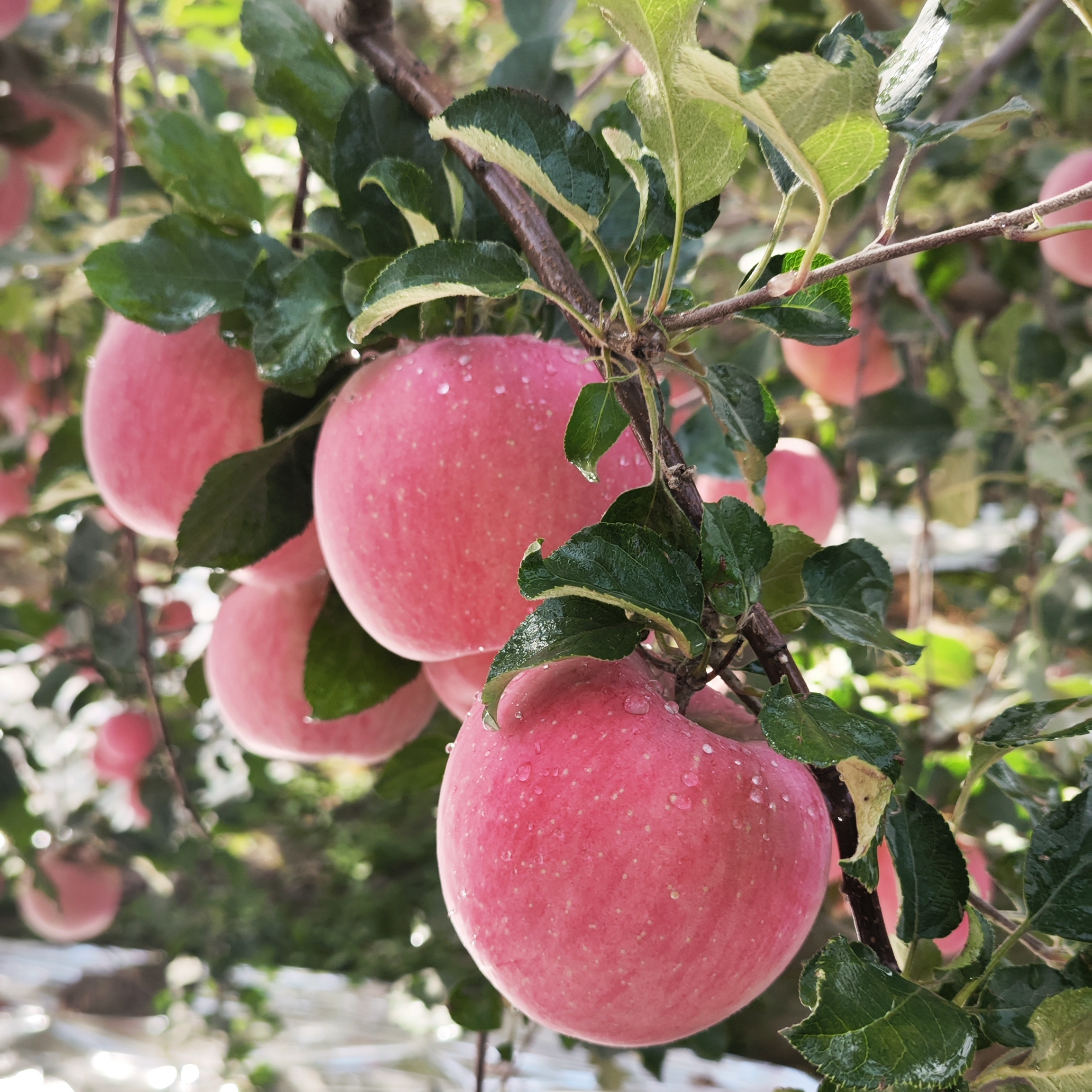 新疆阿克苏苹果冰糖心苹果 产地直发含箱10斤5斤
