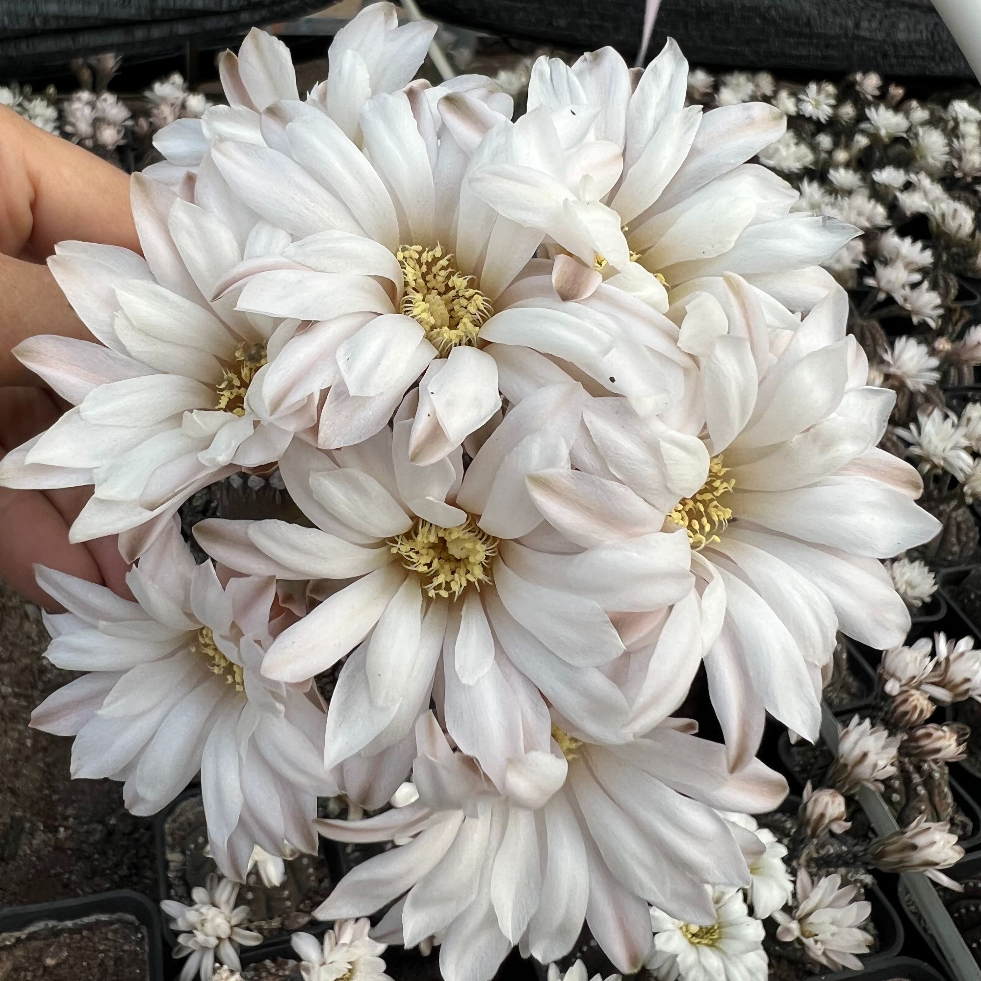 二妹园艺（3颗拉根 实生根）好花色仙人球满18包邮随机发