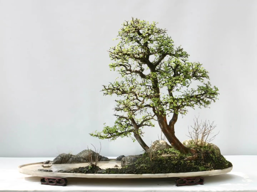 黑松黄杨五针松盆景盆栽造型阳台茶桌办公桌庭院植物四季常青老桩