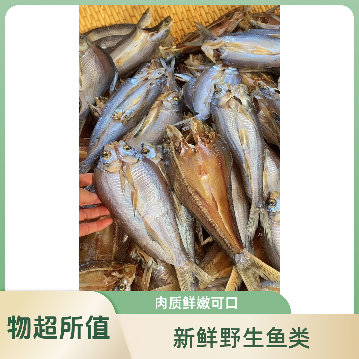 大河自然晾晒 小杂鱼  中号鱼干  改价链接