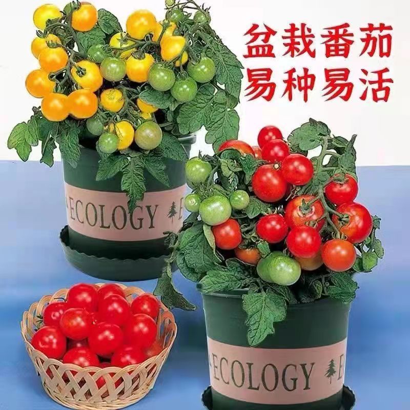 四季小番茄种子矮杆盆栽番茄西红柿室内阳台盆栽红圣女果水庭院