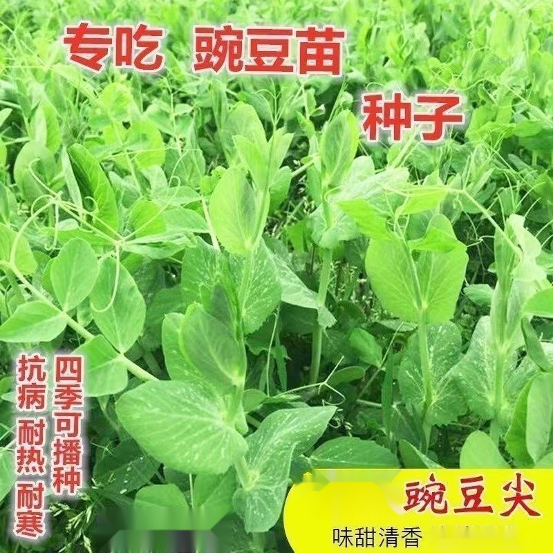 无须豌豆苗种子粗杆豌豆尖种子四季豌豆种芽苗菜春秋蔬菜种子