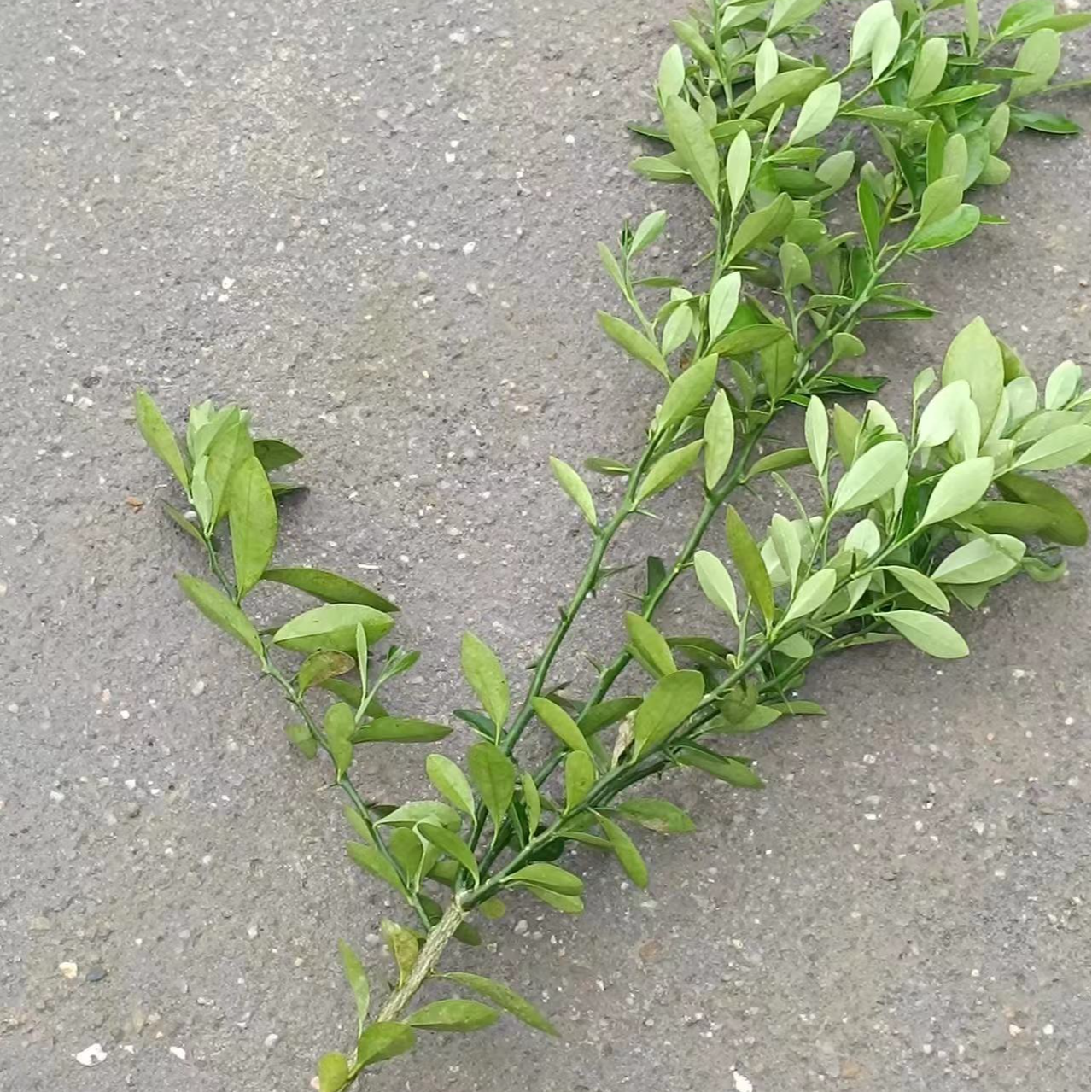 豆豆 豆苗 老鸦柿 悬崖 小老桩 各种盆景 绿植 人工苗 