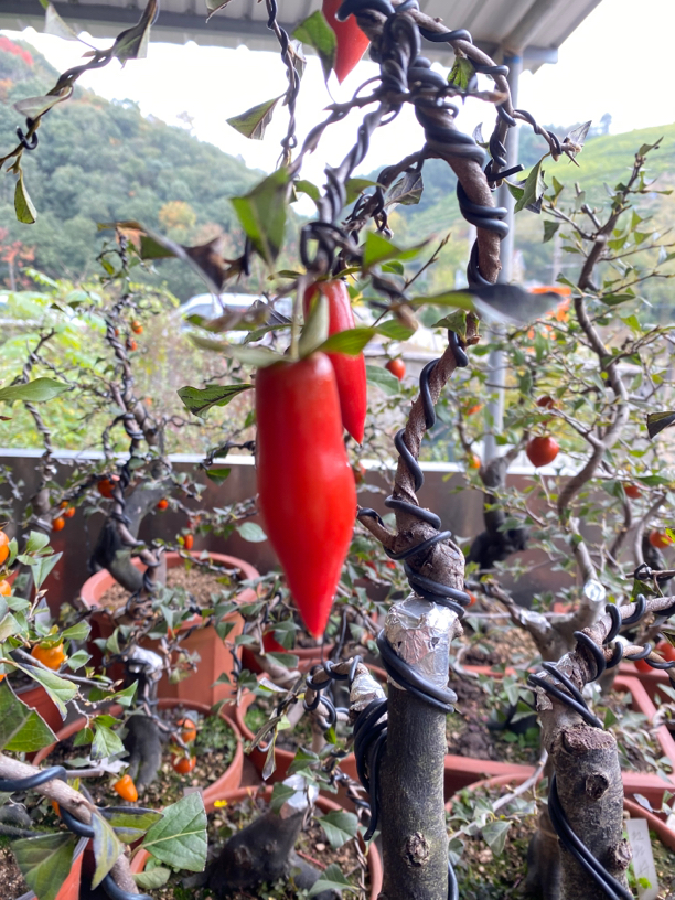 老鸦苗盆景素材梦之雫永嘉小辣椒水杨梅豆豆苗原生品种