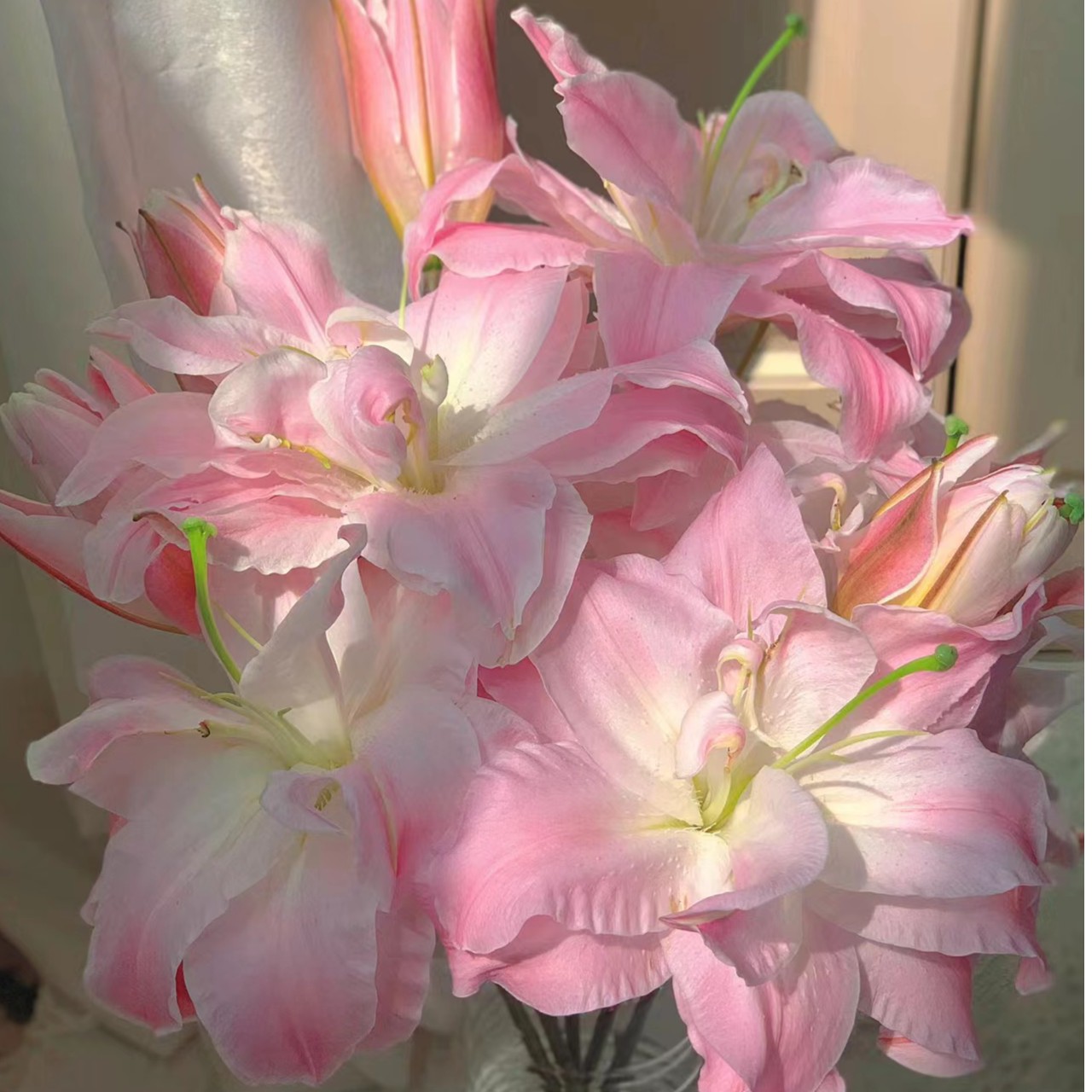 【林冲花卉】（上海种业）重瓣双钻香水百合 粉嫩仙气高级