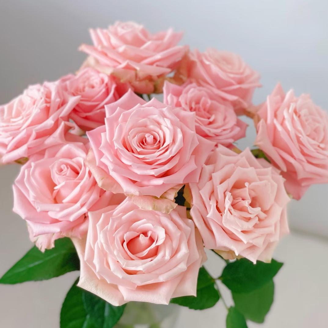 【超长花期】10支杏仁奶糖玫瑰 云南基地直发