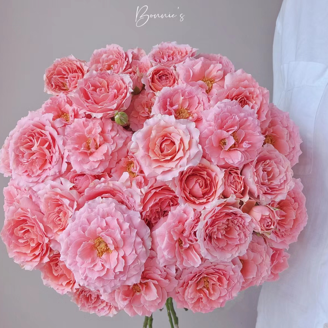 10枝粉拉拉队泡泡 玫瑰 天冷地区拍保温 冻坏不售后