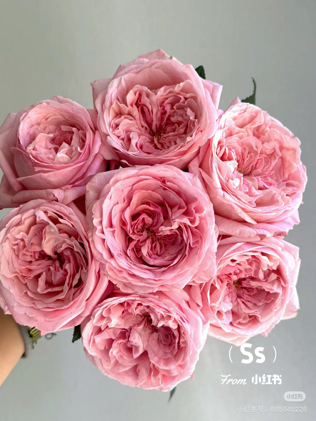 【稀有】10支枫丹 玫瑰 天冷地区拍保温 冻坏不售后