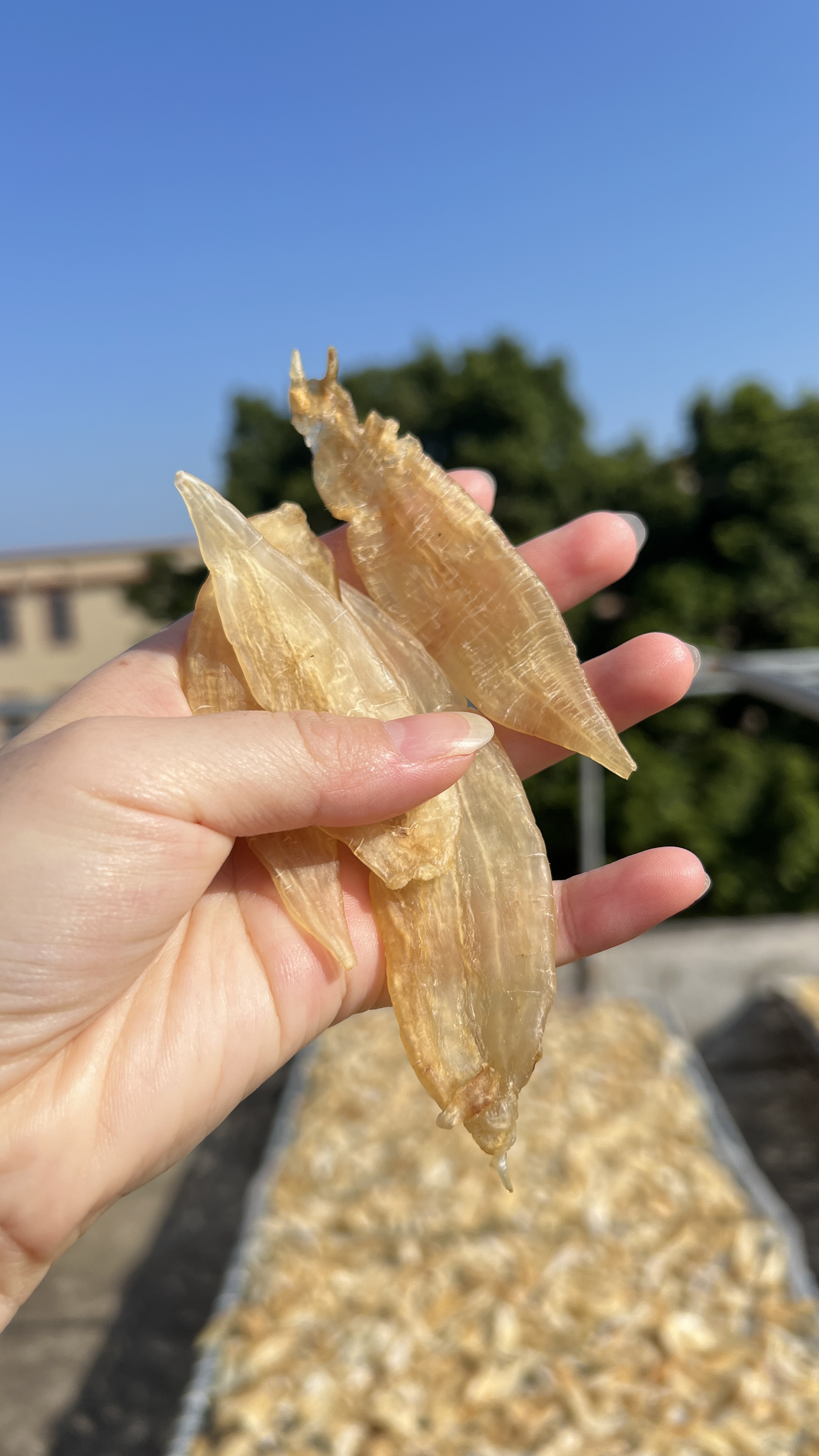 厚肉款  小金龙胶  