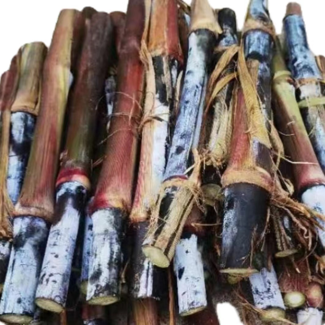 高产红像草种节富含花青素牛羊食用四季牧草