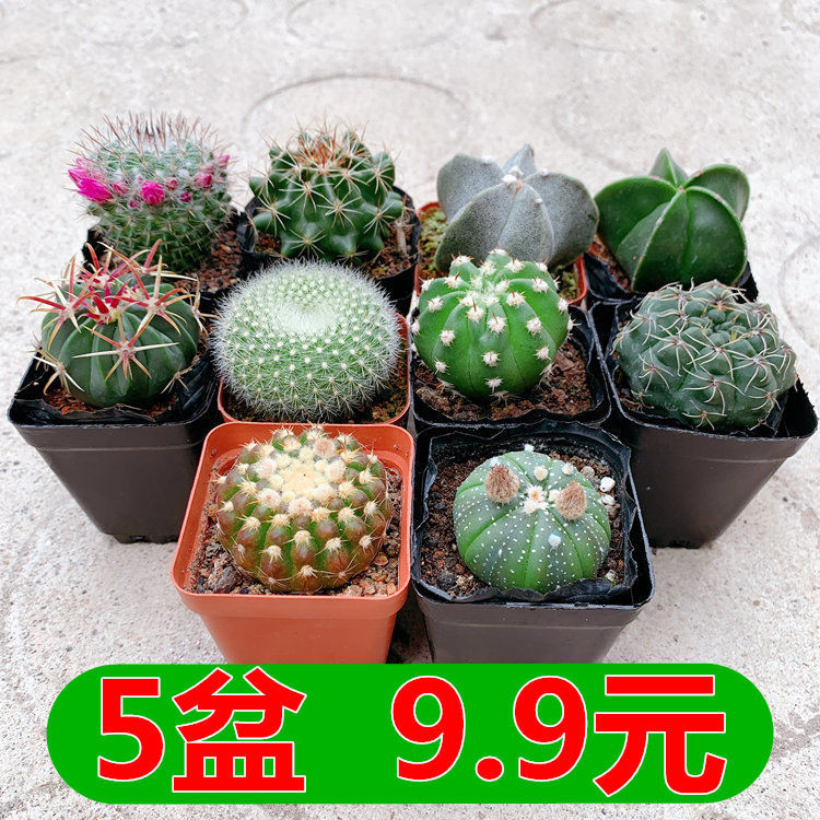 开大花短毛丸绯花玉仙人球会玉翁仙人掌植物盆栽室内花卉多肉盆景