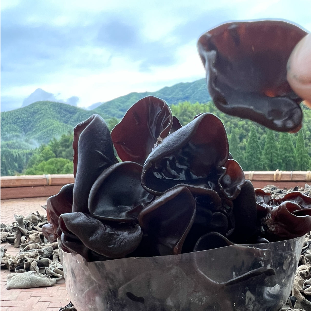 龙泉高山农村黑木耳炒肉营养肉厚鲜嫩美味凉拌