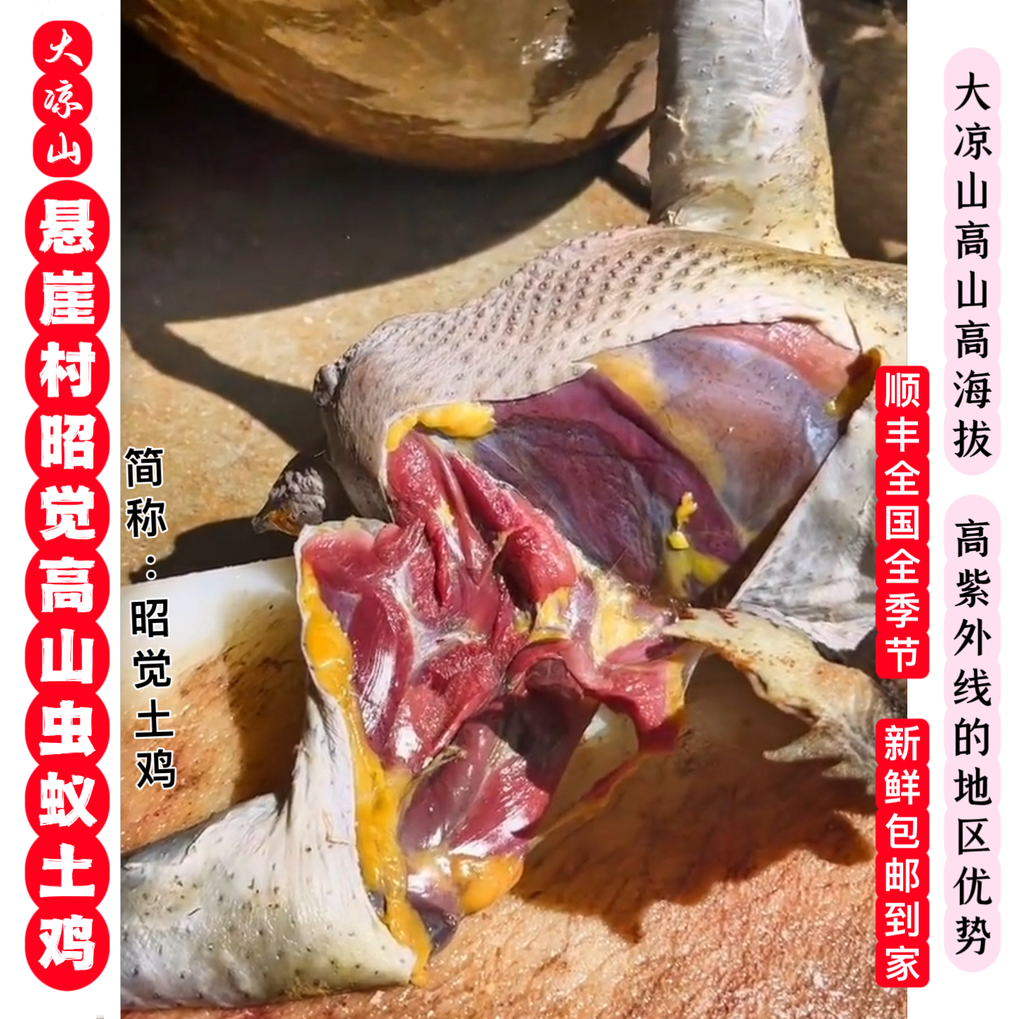 大凉山昭觉悬崖村高山野生虫蚁土鸡黄油老公鸡母鸡 包冰率不含冰