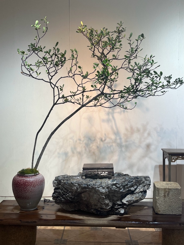 海岛春花盆景带盆发货绿植阳台客厅室内好养活寓意好送礼佳品盆栽