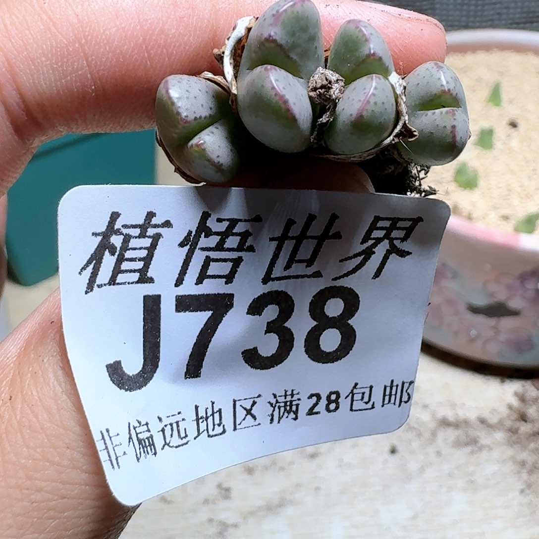 738号多肉植物群，x