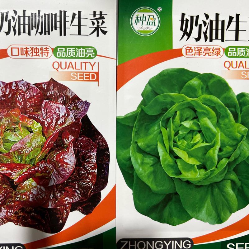 种盈奶油咖啡生菜种子