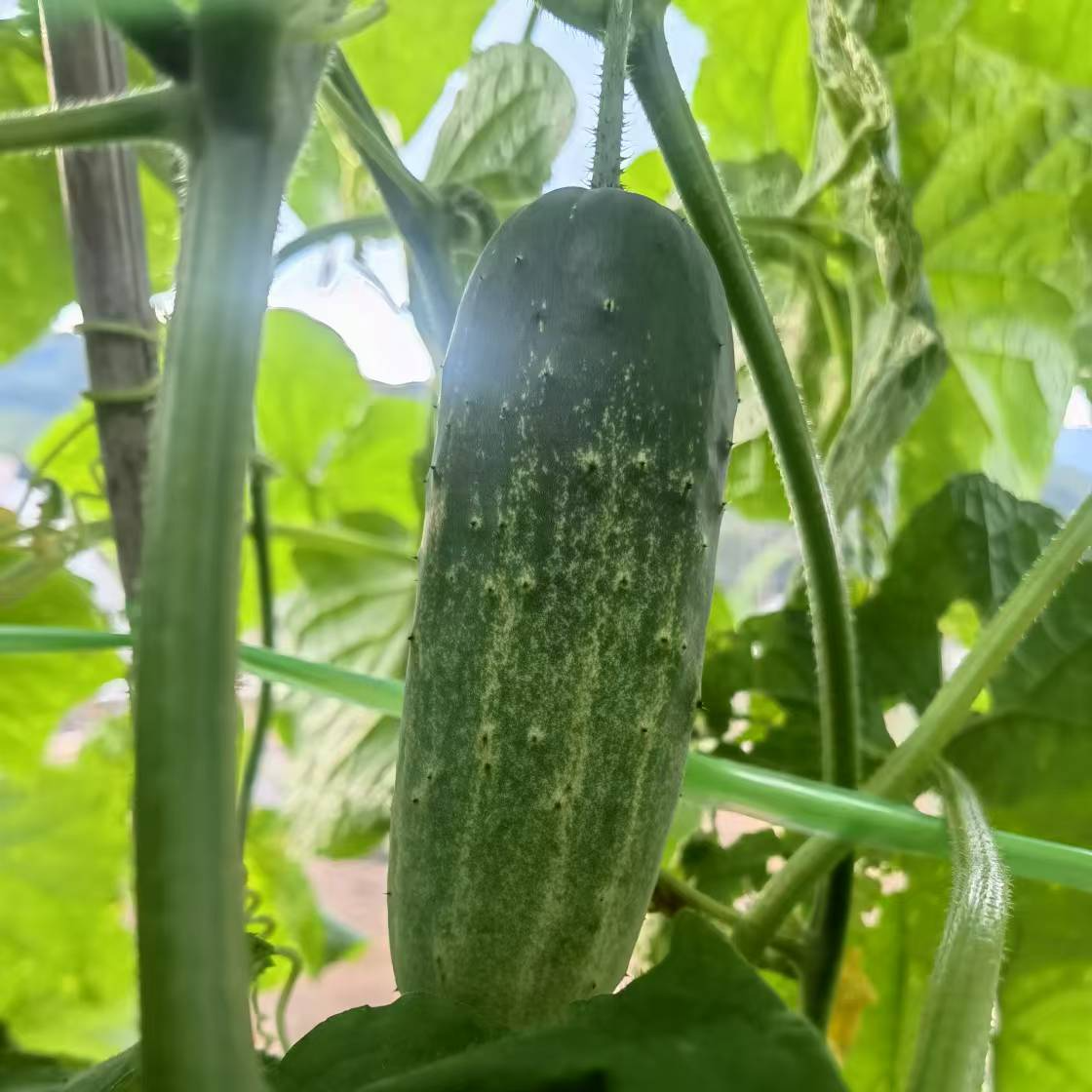 云南黄瓜农家黄瓜西双版纳高山露天蔬菜新鲜采摘胖黄瓜露天种植