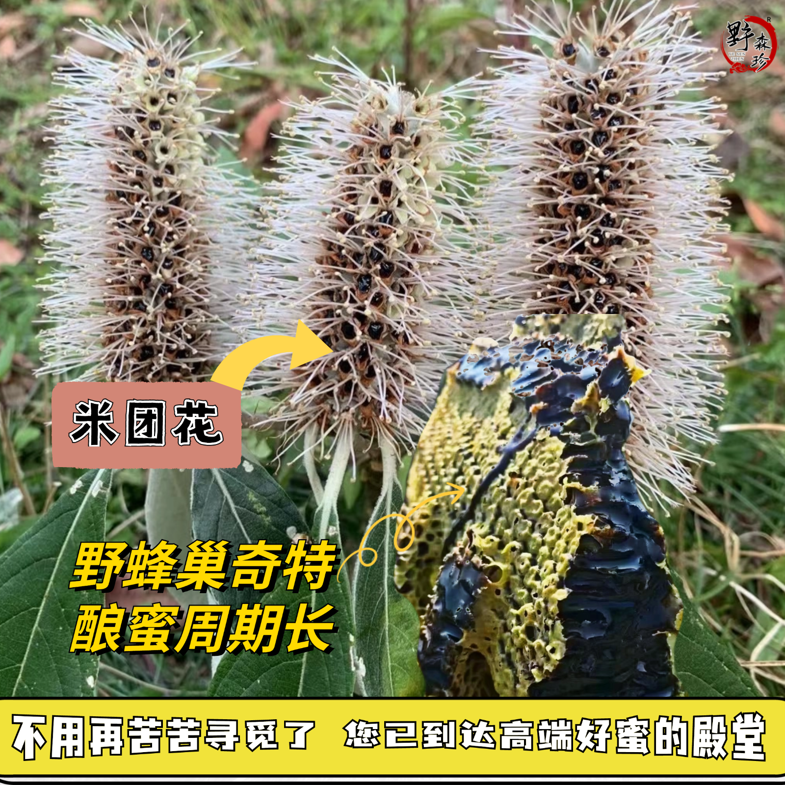 ༺高山黑蜜༻ 米团花黑蜜