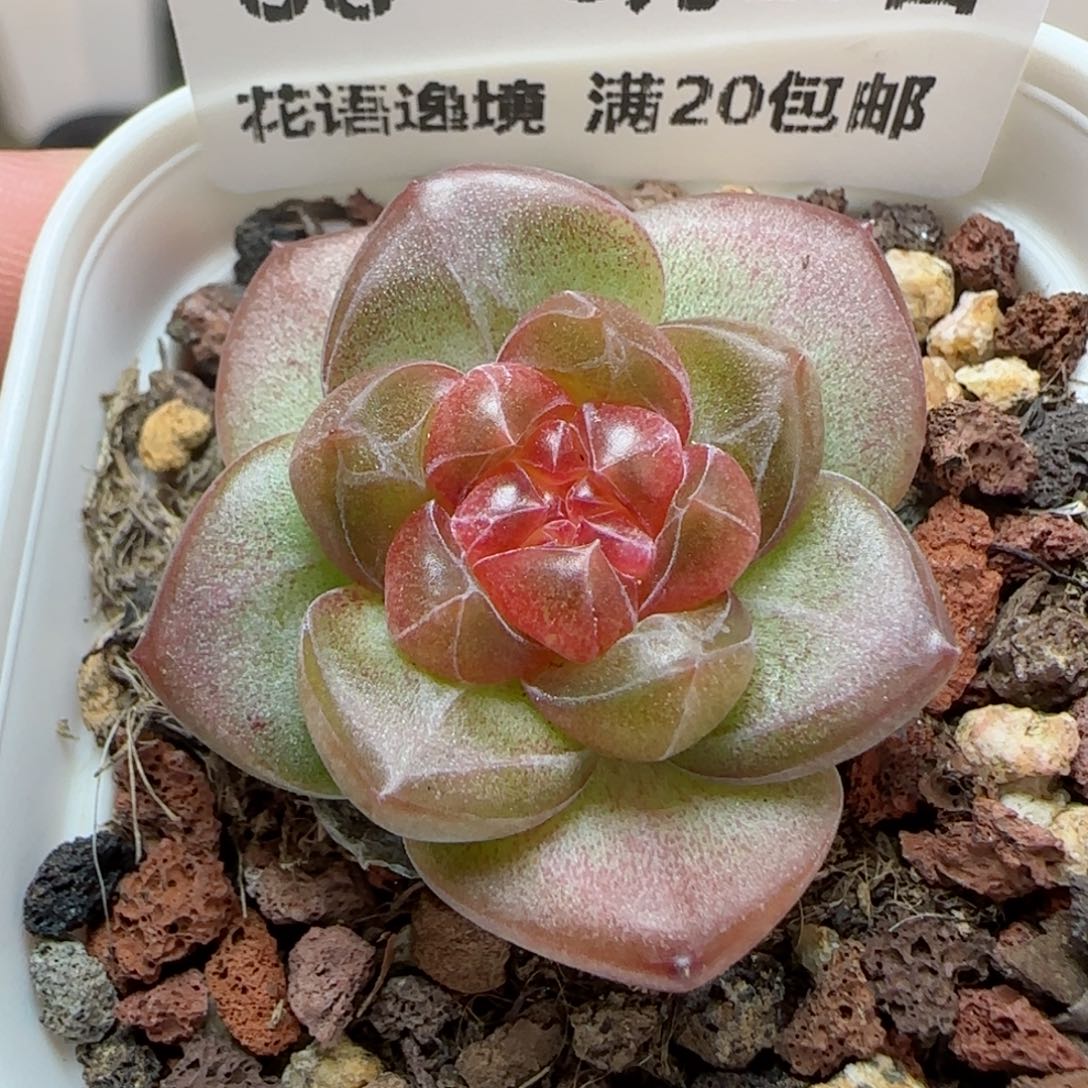 HY0825-68琥珀珍妮