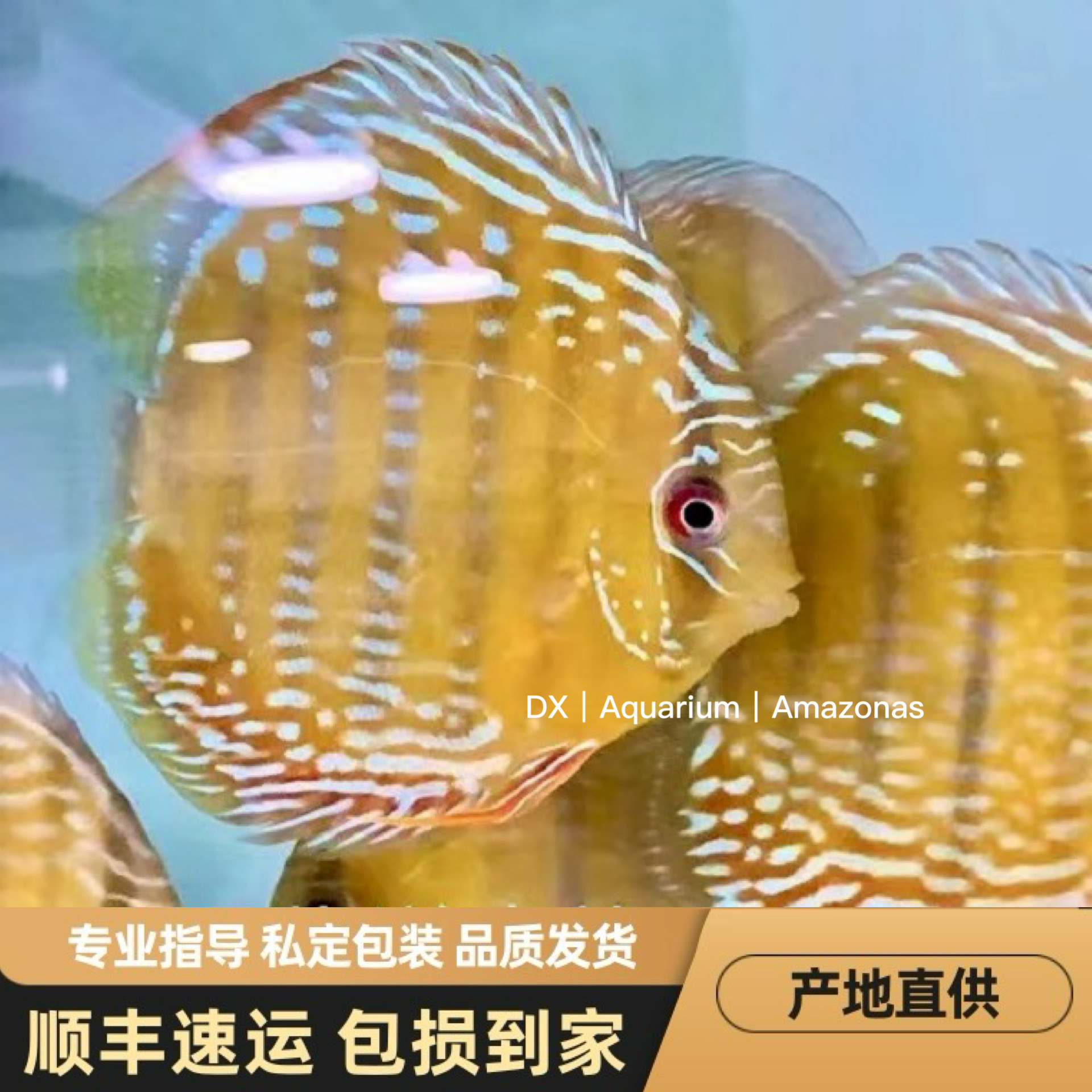 七彩神仙鱼野彩神仙鱼黑格尔特隆贝塔皇室蓝酷睿皮亚 神仙鱼    