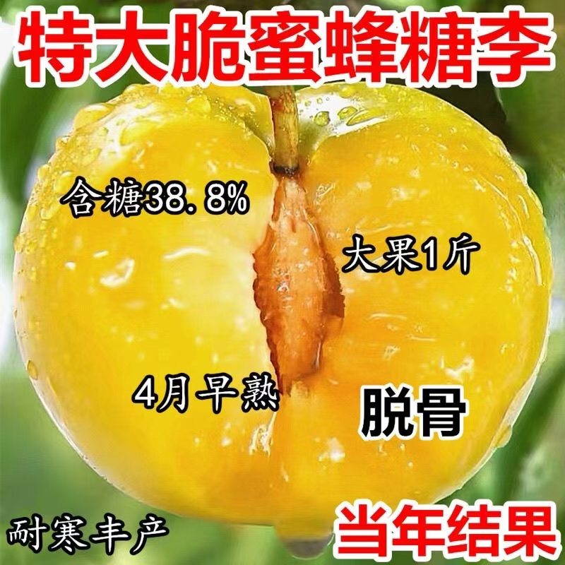脆蜜蜂糖李子树苗特大新品纯甜早熟耐寒南北方种植盆地栽当年结果