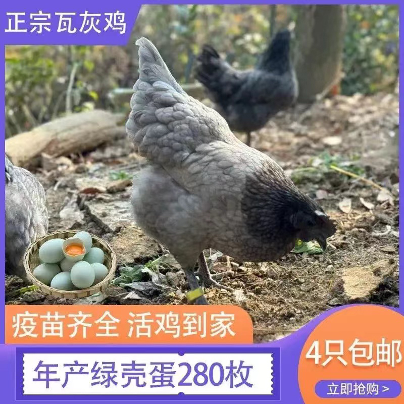 8两发货瓦灰鸡包活到家