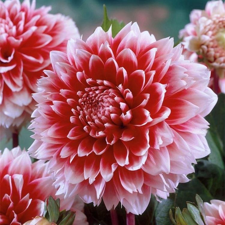 大丽花种球庭院花卉植物地瓜花大球多年生盆栽大丽菊花大球根