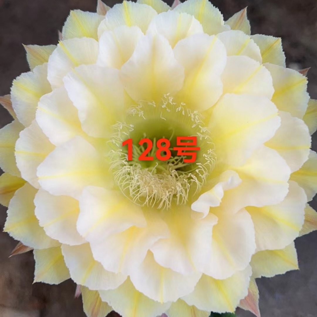 凤羽128号3-4公分侧芽