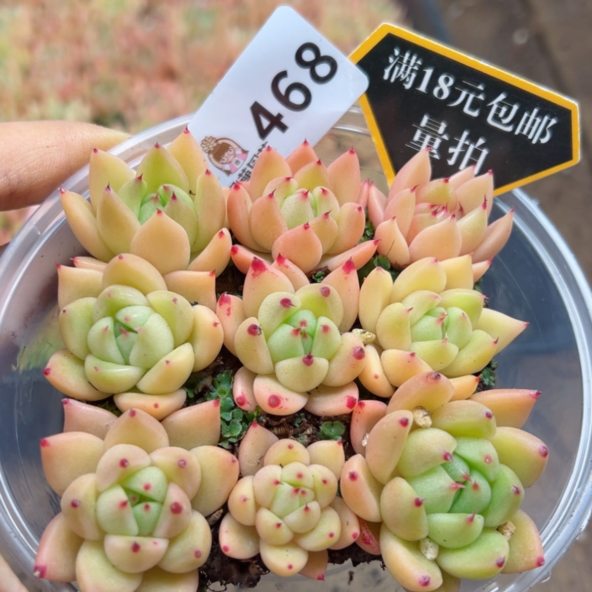 【闪购商品】多肉植物