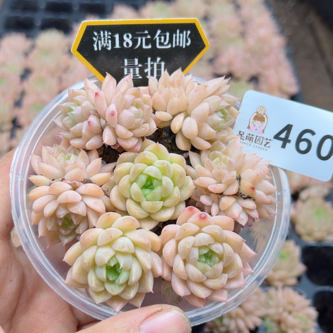 【闪购商品】多肉植物