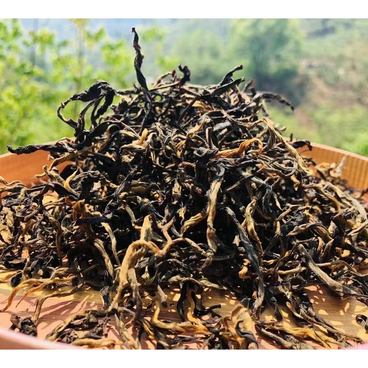 【冰岛老寨阳途茶厂】23年冰岛茶区古树红茶（晒红）