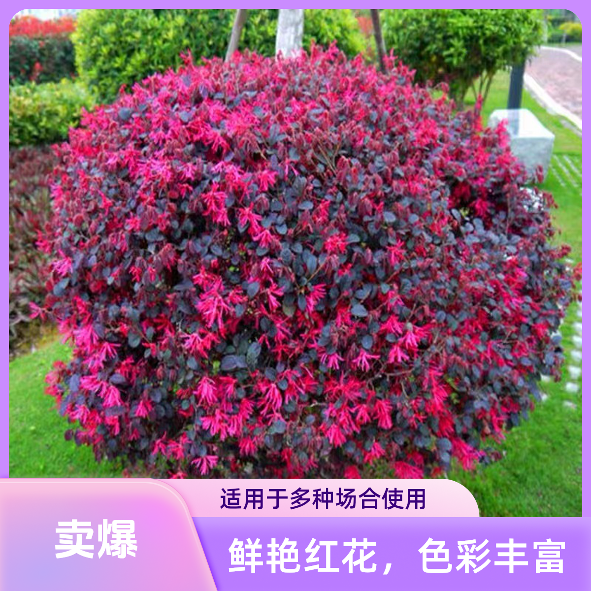 红花继木盆栽铁线莲四季种植发货搭配绿植室内大棵大型花期栽种