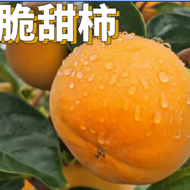 脆甜柿子树 太秋脆柿 火晶柿 盆栽地栽 南北方种植