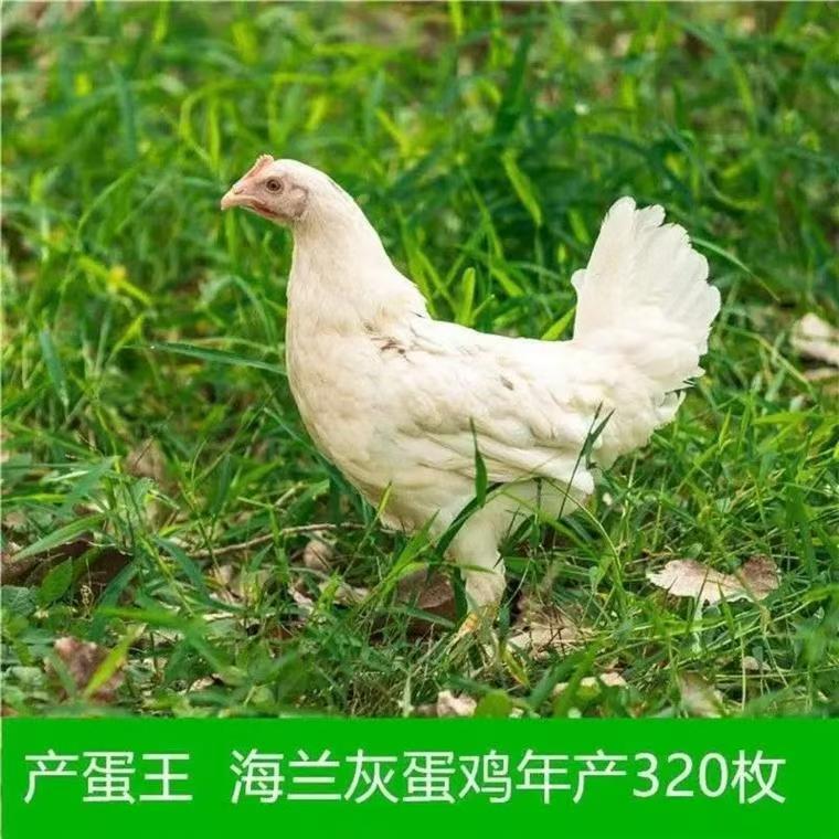 产蛋王海兰灰青年蛋鸡均重1.4斤左右包邮包路损