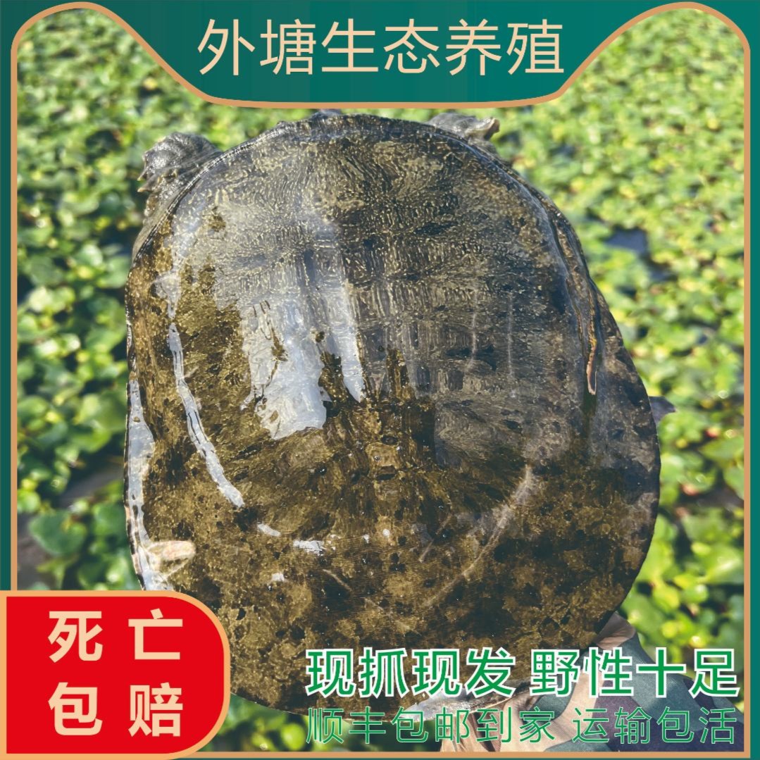 生态甲鱼洞庭湖畔大湖面生态散养年份甲鱼团鱼顺丰包邮包活