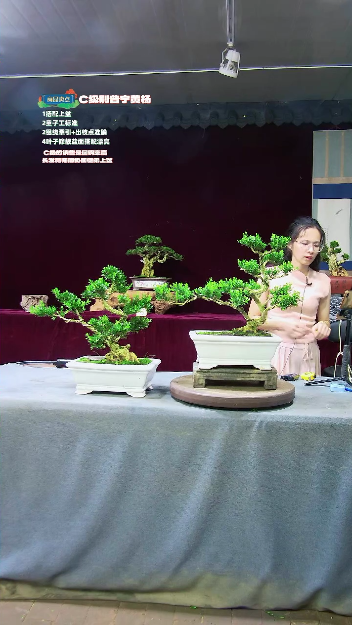 【闪购商品】黄杨盆景黄杨盆景