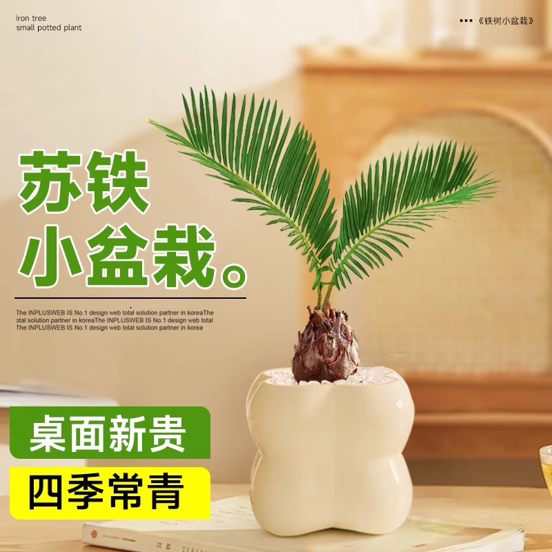 铁树盆栽小苏铁室内桌摆绿植小巧观叶花卉植物新手好养活小盆景