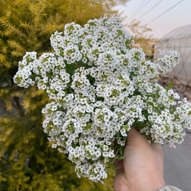 四季耐寒香雪球庭院阳台室外花园地栽花卉香雪草地被植物花卉香苗