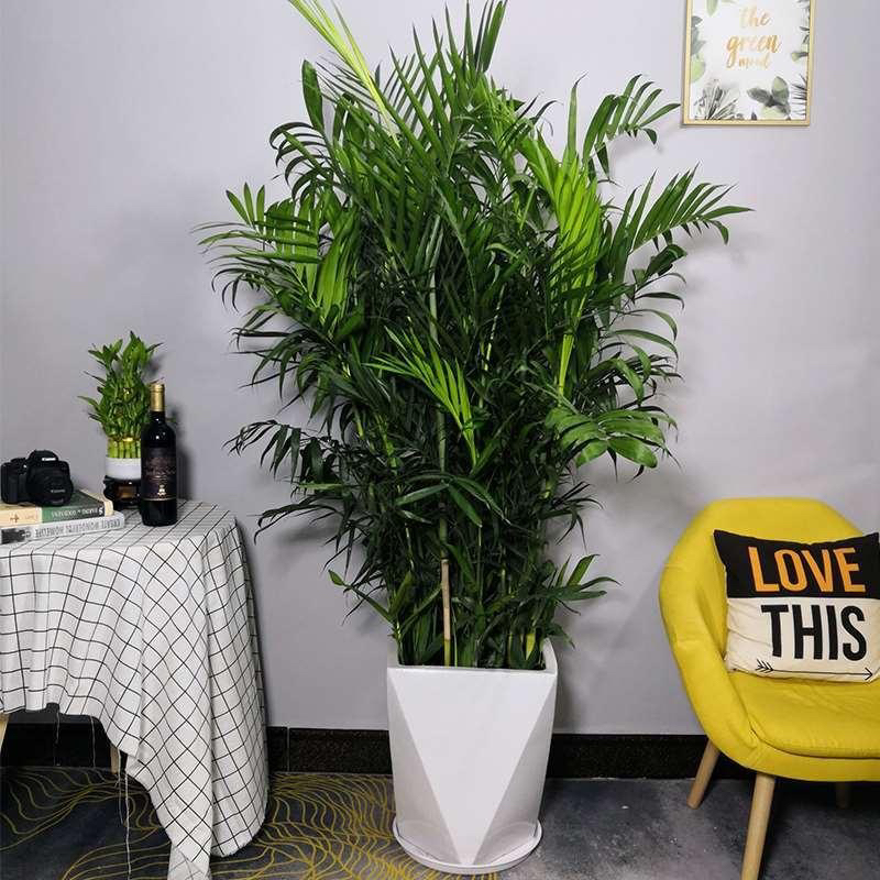 富贵椰子卧室绿植客厅绿植盆栽盆景室内盆栽绿植红豆杉