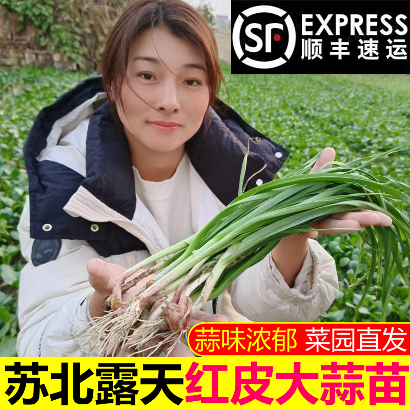 【顺丰】苏北新鲜大蒜苗红皮大蒜叶现挖现发红根嫩蒜苗叶子紫皮蒜叶