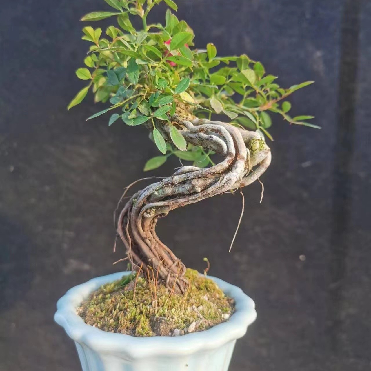 一物一拍室内室外可种植可吸甲醛绿化盆栽