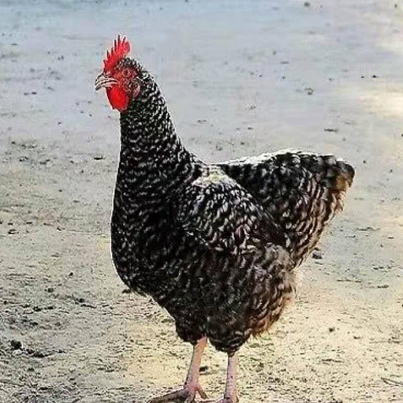 芦花鸡肉质鲜嫩多汁不腥不柴 肉蛋兼用型绿壳蛋4两
