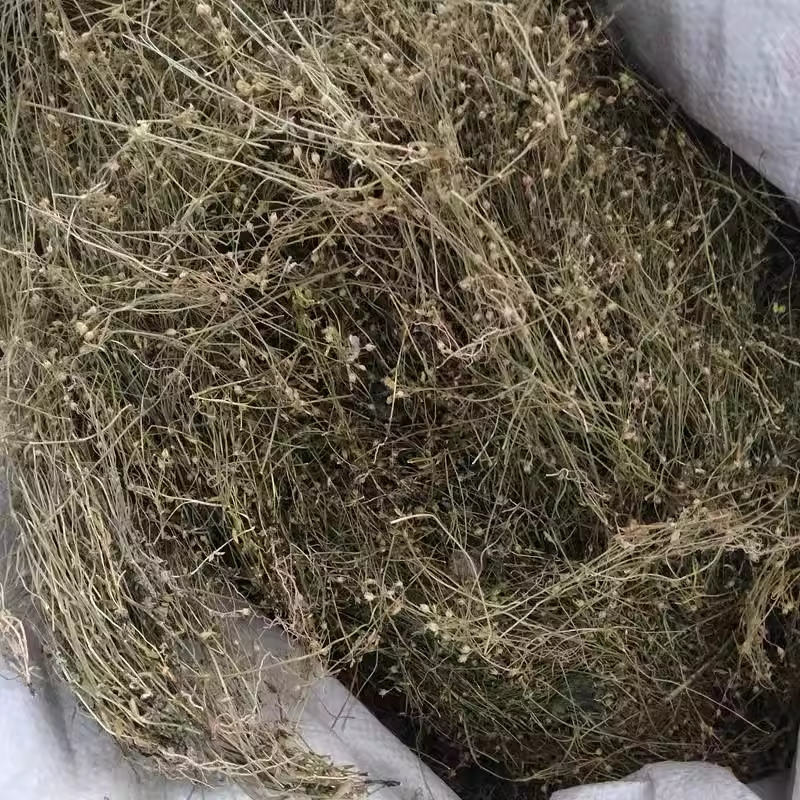 官方庄四叶莲煮水煮汤 散装农产品 