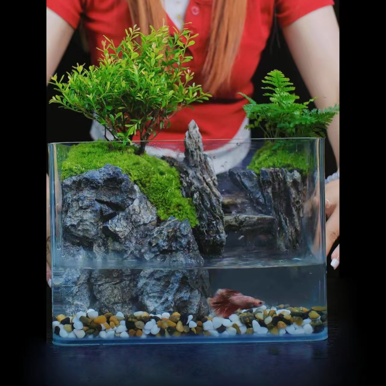 【五行微景居】倒悬山黄杨狼尾蕨尺寸25*18*16