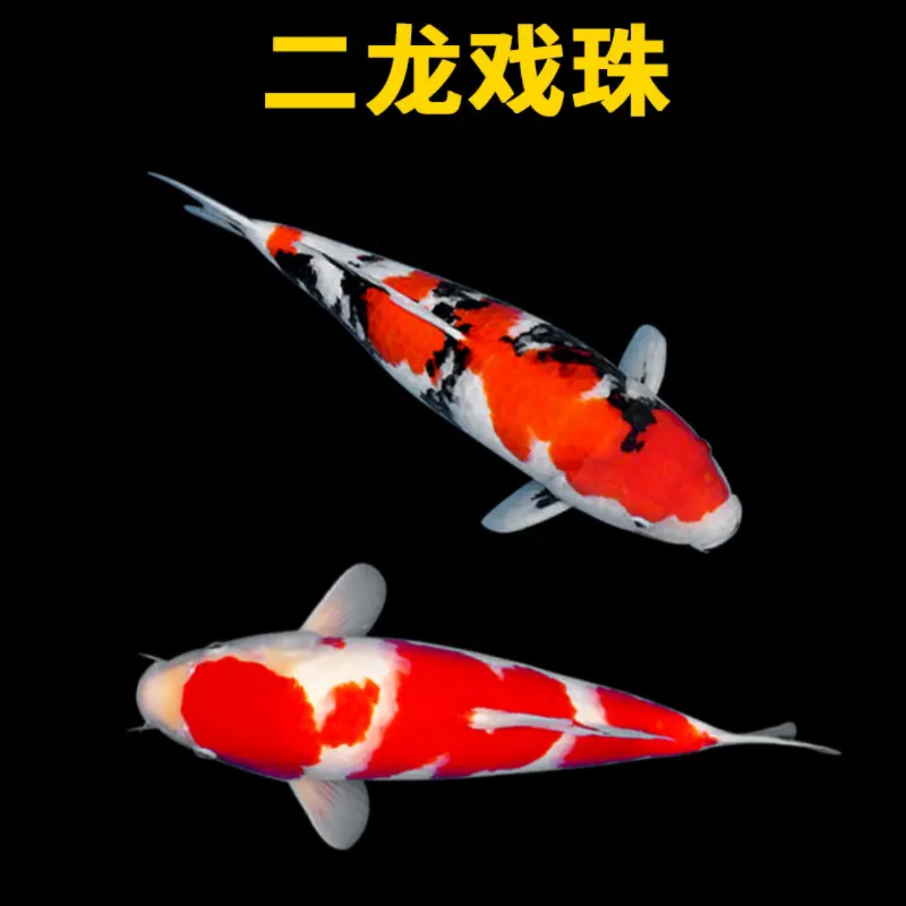 40-45公分甄选日系德系红白大正观赏锦鲤鱼包邮包运输活