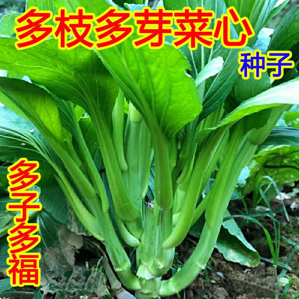 9.9元4包菜心种子多子多福蔬菜种子广东菜菜苔春夏秋季种甜菜种子