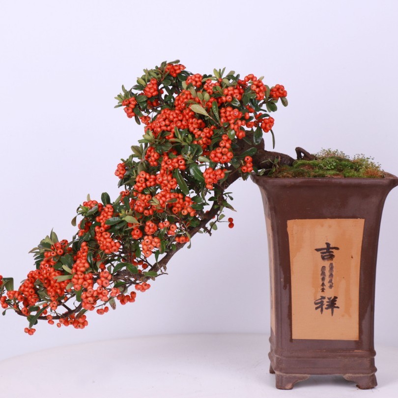 一物一拍火棘，黑松，真柏，海棠，长寿梅，东洋锦，