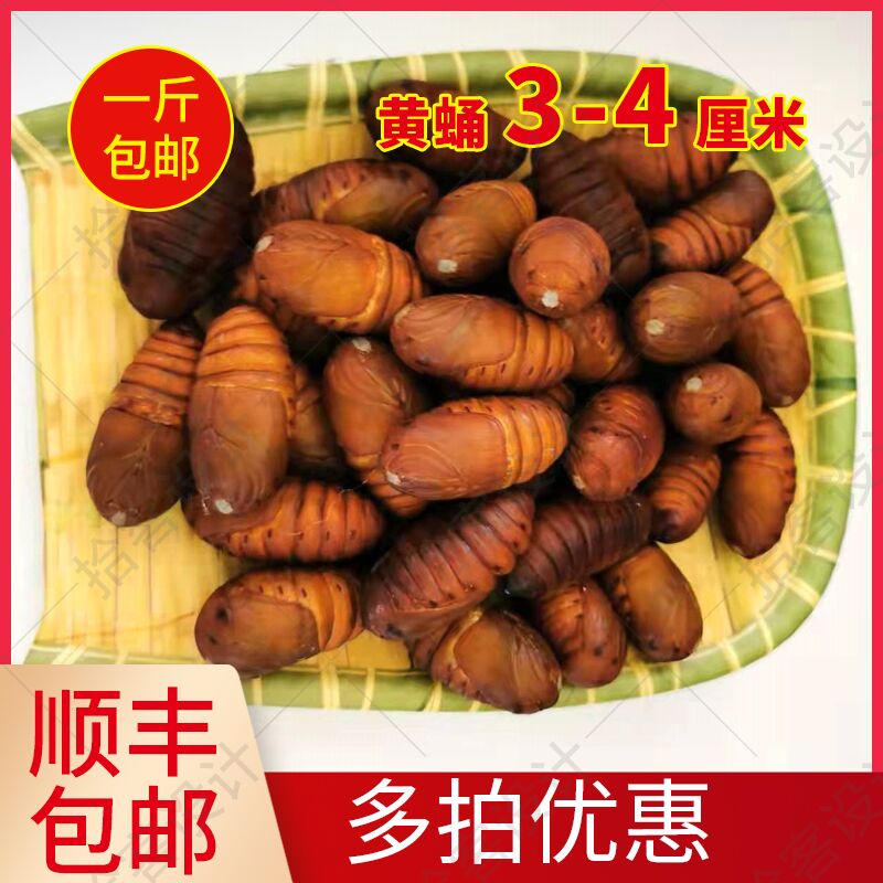 家乡特产新鲜活蚕蛹茧蛹柞树蛹小黄蚕蛹3-4厘米 顺丰包邮